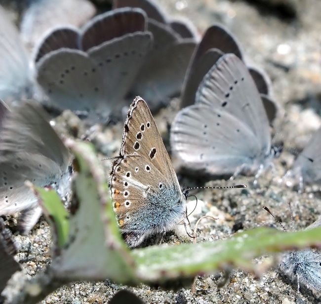 un orgia di licenidi